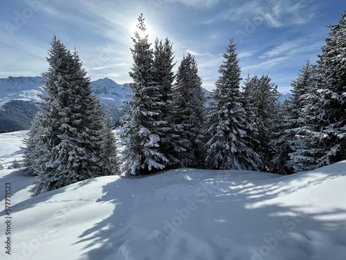 Picturesque canopies of alpine trees in a typical winter atmosphere in the Swiss Alps and over the tourist resort of Arosa - Canton of Grisons  Switzerland  Schweiz 