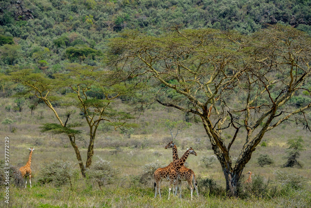 Photos Giraffes under the tree