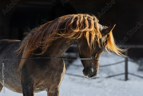 Head of a beautiful chestnut arabian horse with long mane, portrait in motion closeup.