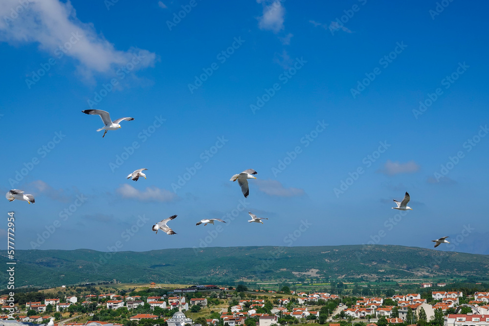 Seagulls flying in the blue sky of Gokceada Imbros and view of green hills with  small houses of the city
