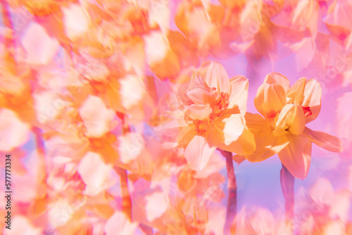 Flowers on a holographic background. The koleidoscope effect. Soft focus. © Yuliya Kashirina