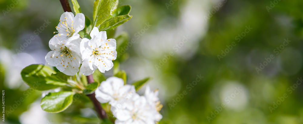 A cherry tree blooming in spring garden. Cherry flowers background. Floral spring background