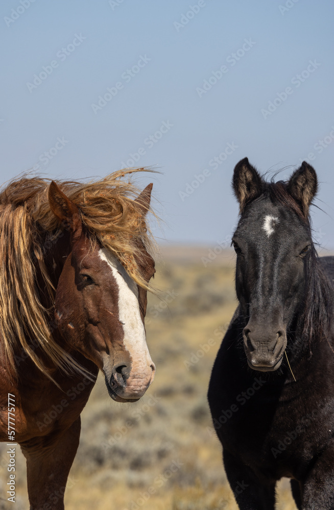 Wild Horses in Autumn in the Desert in Wyoming Wild Horses in Autumn in the Desert in Wyoming