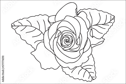 Blooming rose painted with a black outline, intended for cards, prints, tattoos, Valentine's Day, March 8
