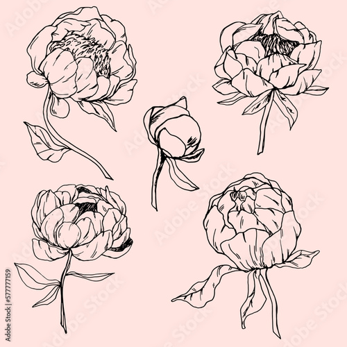 Drawn peonies. Set for decor. Peons. Wedding. Holidays. Spring. May. April. Flowers. Silhouette.