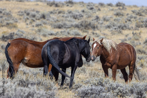 Wild Horses in Autumn in the Desert in Wyoming