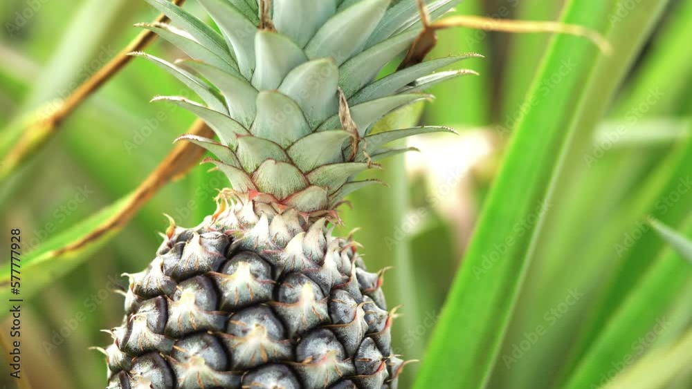 Close up shot of pineapple growing in a farm, Dolly shot
Close up shot of pineapple growing in a farm, Dolly shot