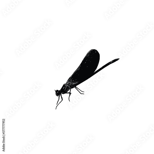 dragonfly isolated on white