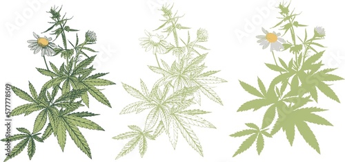 Photos Hand drawn vector botanical illustration of hemp, marijuana plant, medicinal her