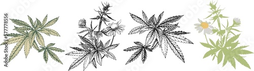 A hand drawn vectorised botanical illustration of a medicinal marijuana plant, hemp, herb   photo