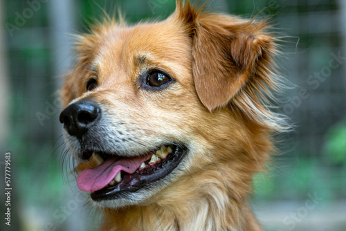 Fototapeta Naklejka Na Ścianę i Meble -  Portrait of mixed breed dog.