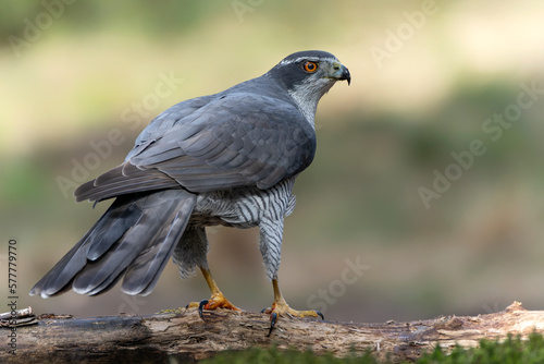 Northern Goshawk (Accipiter gentilis) in the forest of Noord Brabant in the Netherlands. 