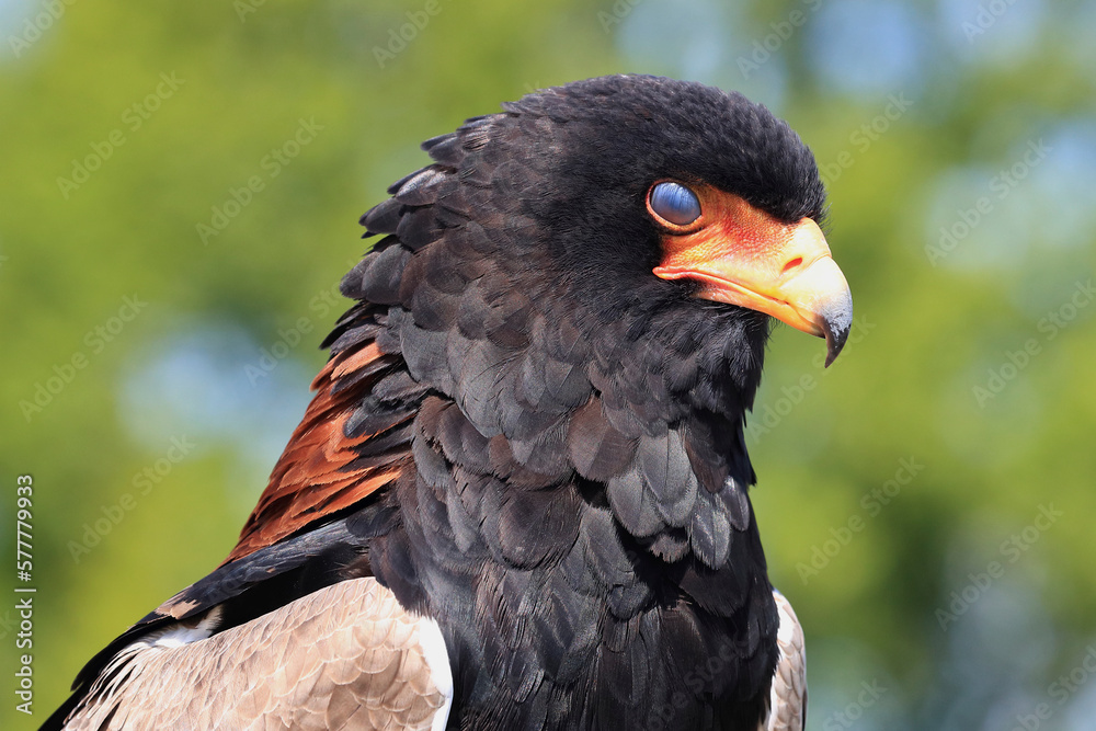 A portrait of a Bateleur with its translucent eyelid covering its eye
A portrait of a Bateleur with its translucent eyelid covering its eye