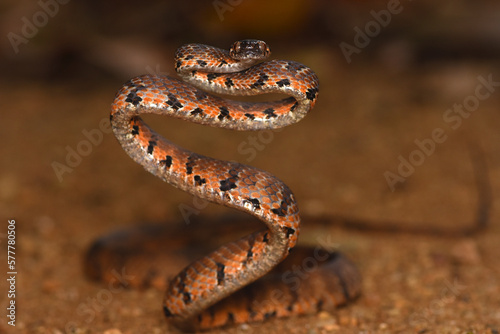 Barnes’s cat snake (Boiga barnesii)   Endemic to Sri Lanka. photo