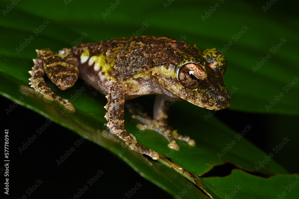 Fototapeta premium Hollow-snouted shrub frog (Pseudophilautus cavirostris) Endemic to Sri Lanka