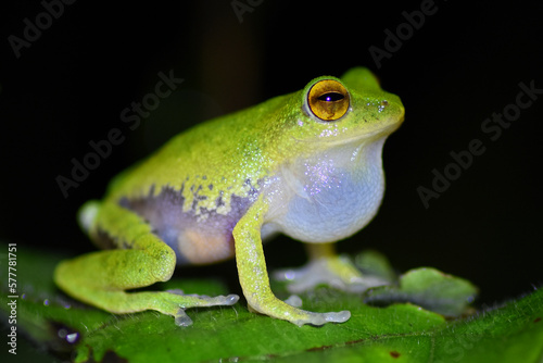 Side-striped shrub frog (Pseudophilautus pleurotaenia)  Endemic to Sri Lanka. © Dushantha