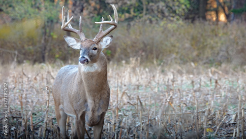 whitetail buck deer