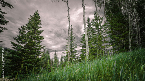 aspen trees in the mountains