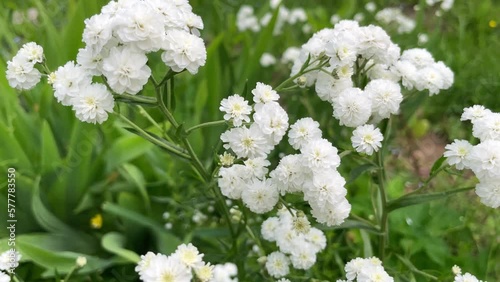 Achillea ptarmica or neezewort or sneezeweed ballerina many white flowers with green leaves photo
