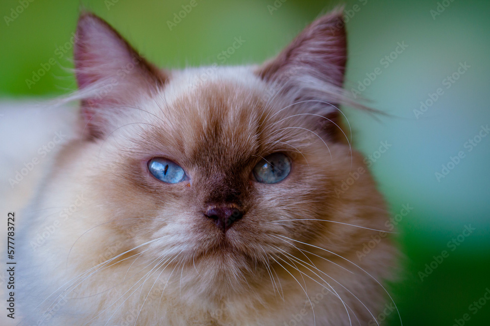 The Persian cat is also known as the Persian longhair