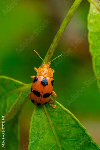 Coleomegilla maculata, commonly known as the spotted lady beetle, pink spotted lady beetle or twelve-spotted lady beetle