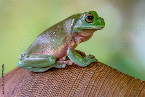 The Australian green tree frog (Ranoidea caerulea), also known as simply green tree frog in Australia, White's tree frog, or dumpy tree frog