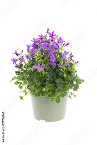 Wallpaper Mural Flowering campanula plant Torontodigital.ca