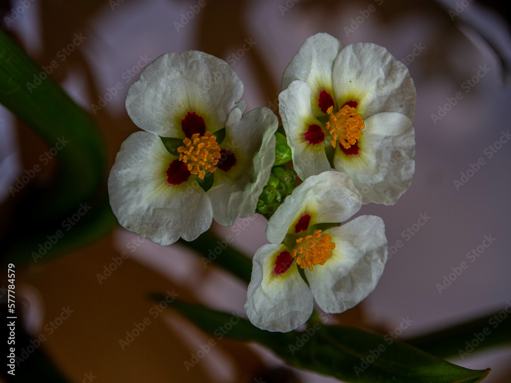 Obraz premium Aquatic plants are plants that have adapted to living in aquatic environments (saltwater or freshwater)