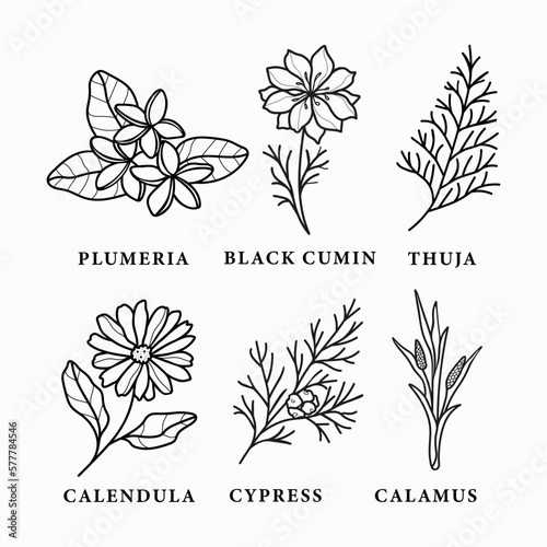 Set of line art essential oil plants and flowers