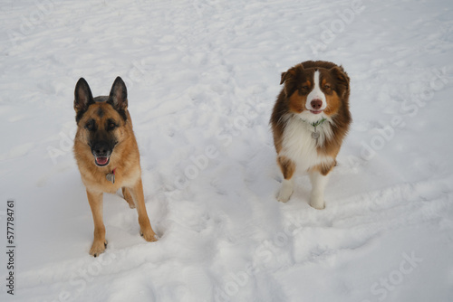 Brown Australian Shepherd and black and red German Shepherd are best friends outside in winter. Two dogs stand on snow and look up carefully  waiting for command. Top view.