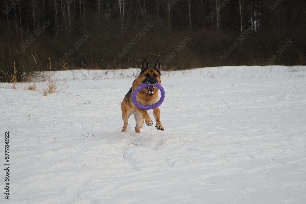 Concept of pet having fun in nature. German Shepherd runs forward through snow in winter park with round toy in teeth. Active and energetic dog on walk. Front view. Beautiful phase of movement. Concept of pet having fun in nature. German Shepherd runs forward through snow in winter park with round toy in teeth. Active and energetic dog on walk. Front view. Beautiful phase of movement.