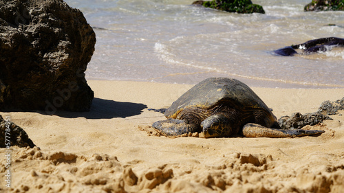 sea turtle on the beach shore