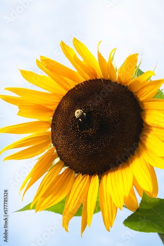 The vivid colors of a sunflower under a blue-grey sky.