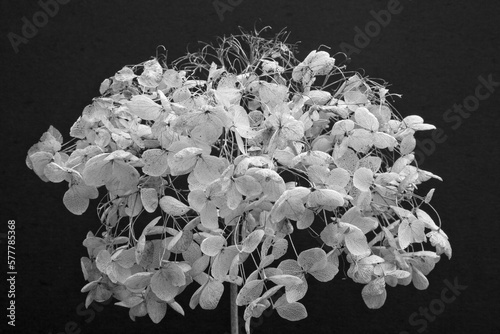 A black and white image of the textures and patterns of a dead house plant.
