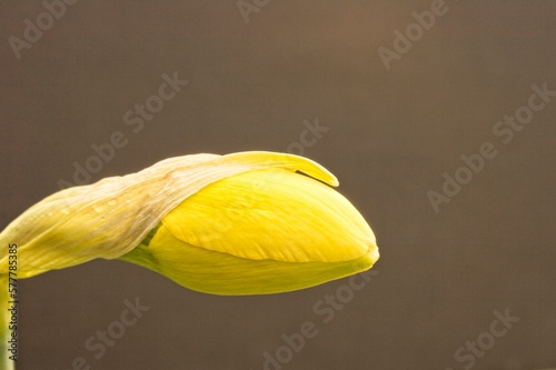 A bud, the beginning of life for a Daffodil.