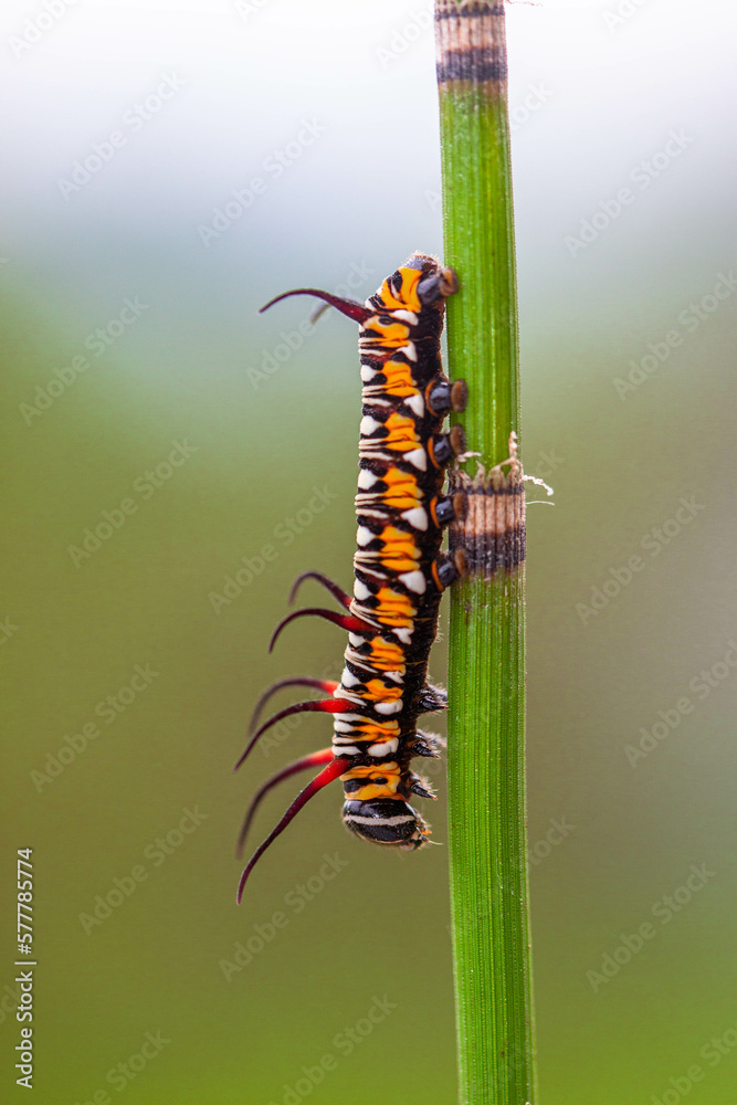 A caterpillar is the larval form of some insects