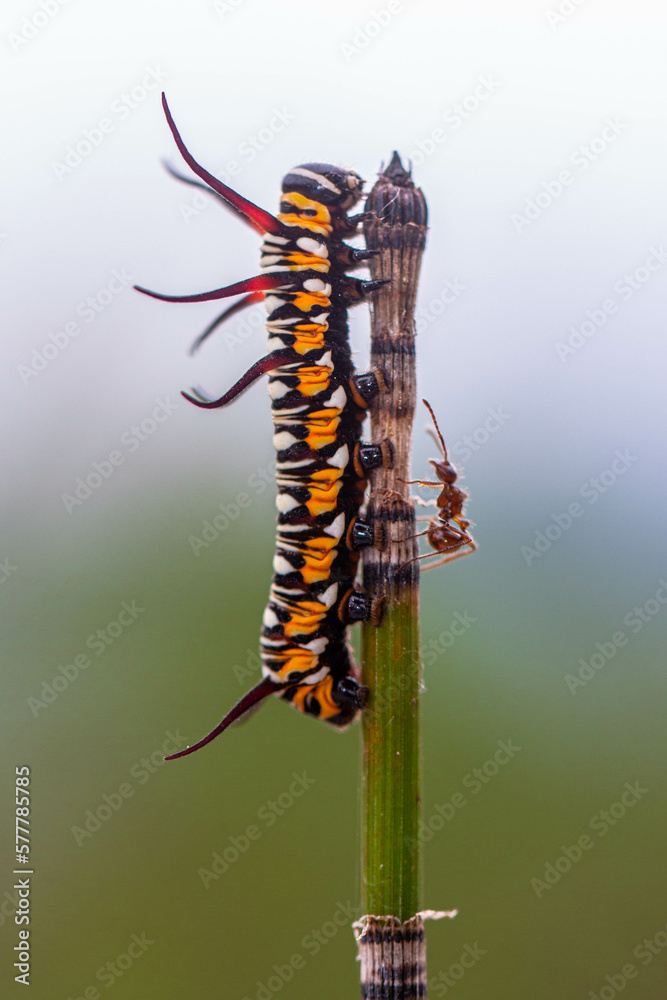 A caterpillar is the larval form of some insects A caterpillar is the larval form of some insects