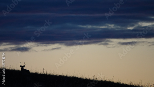 silhouette of a mule deer