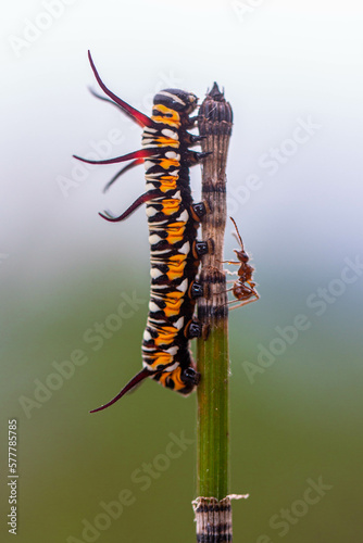 A caterpillar is the larval form of some insects