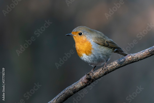European Robin (Erithacus rubecula) on a branch in the forest of Noord Brabant in the Netherlands.                        © Albert Beukhof