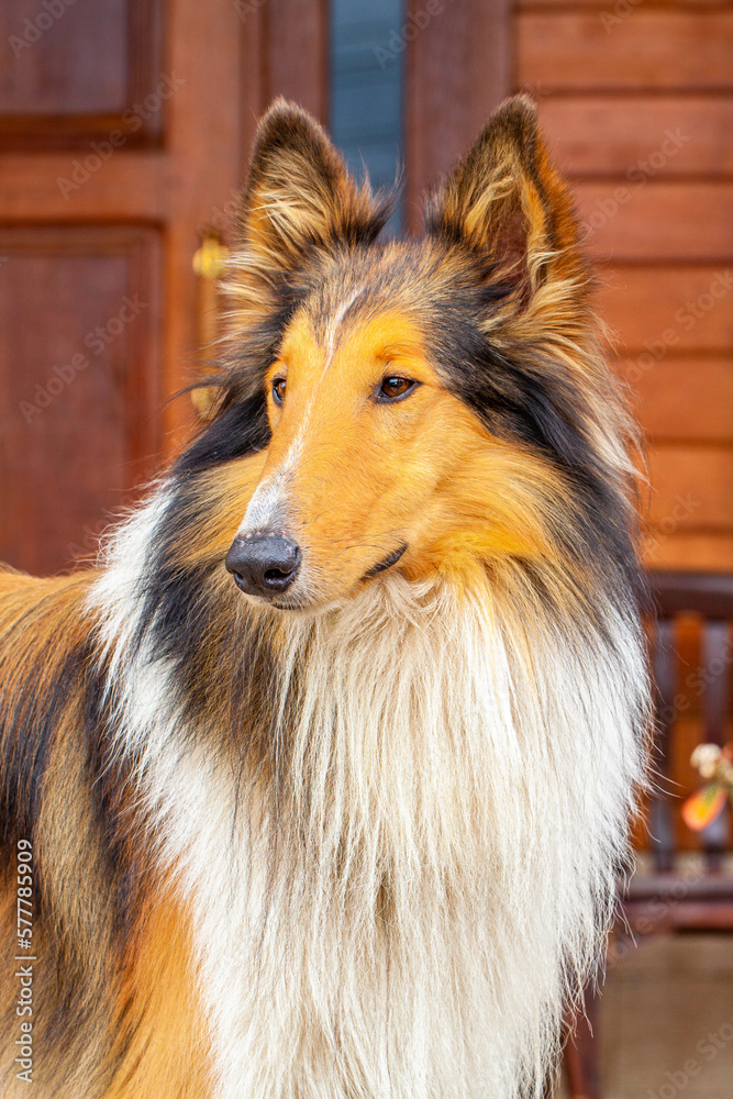 The Rough Collie (also known as the Long-Haired Collie) is a long-coated dog breed of medium to large size The Rough Collie (also known as the Long-Haired Collie) is a long-coated dog breed of medium to large size