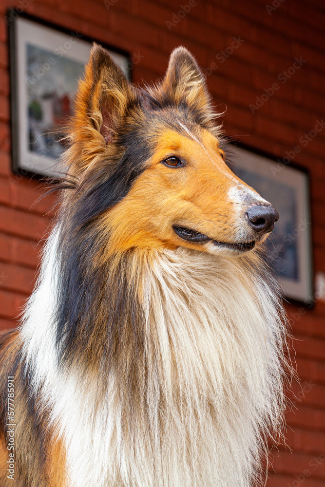 The Rough Collie (also known as the Long-Haired Collie) is a long-coated dog breed of medium to large size The Rough Collie (also known as the Long-Haired Collie) is a long-coated dog breed of medium to large size