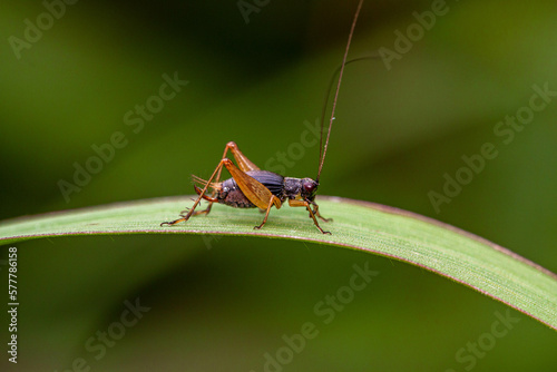 Grasshoppers are typically ground-dwelling insects with powerful hind legs which allow them to escape from threats by leaping vigorously © lessysebastian