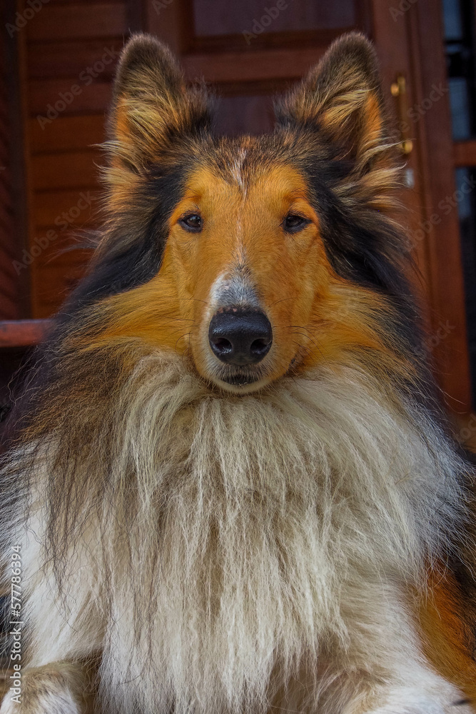 The Rough Collie (also known as the Long-Haired Collie) is a long-coated dog breed of medium to large size The Rough Collie (also known as the Long-Haired Collie) is a long-coated dog breed of medium to large size