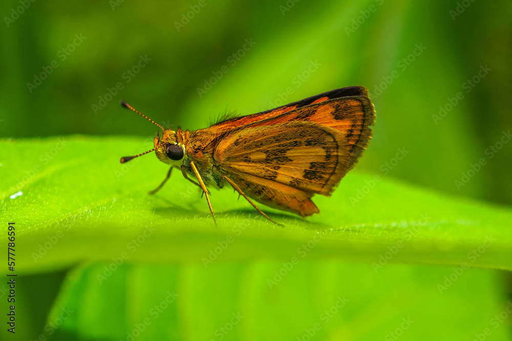 Skippers are a family of the Lepidoptera (moths and butterflies) named