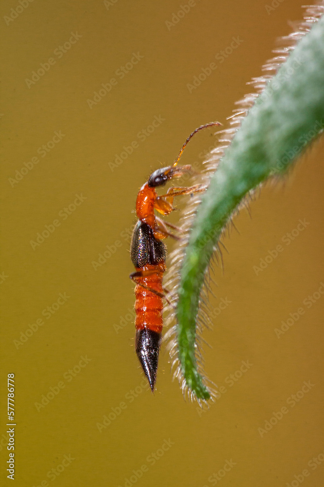 The Paederinae are a subfamily of the Staphylinidae, rove beetles. This ...