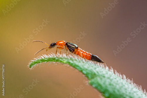 The Paederinae are a subfamily of the Staphylinidae, rove beetles. This insect is commonly known as Tomcat