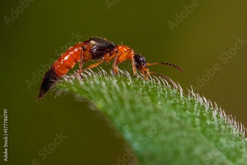The Paederinae are a subfamily of the Staphylinidae, rove beetles. This insect is commonly known as Tomcat © lessysebastian