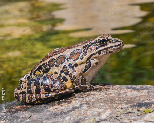 Toad next to a koi pond in spring