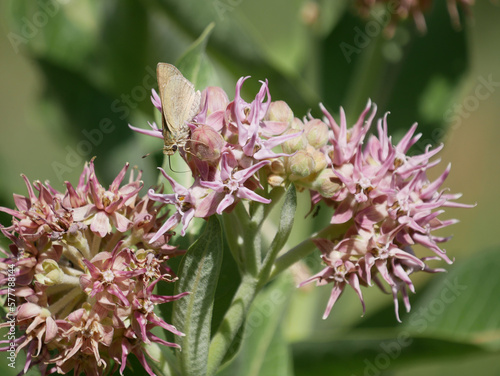 Ottoe Skipper Hesperia ottoe photo